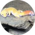 Robin Stamm Avatar